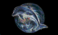 Dolphin Image